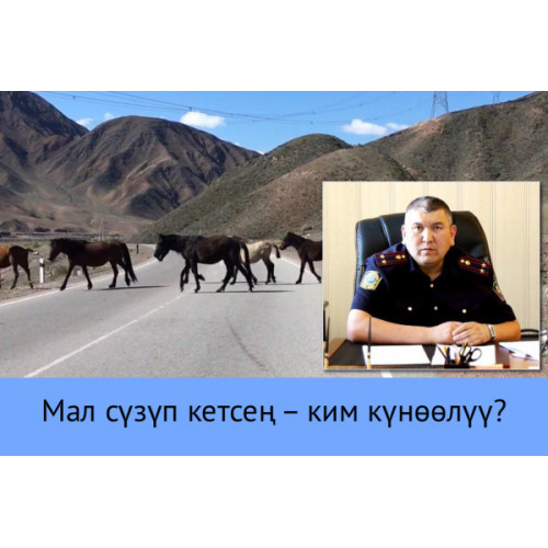 Мал сүзүп кетсең – ким күнөөлүү?