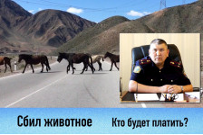 Сбил животное - кто заплатит?