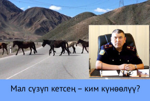 Мал сүзүп кетсең – ким күнөөлүү?