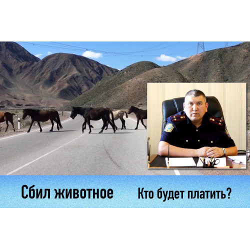 Сбил животное - кто заплатит?